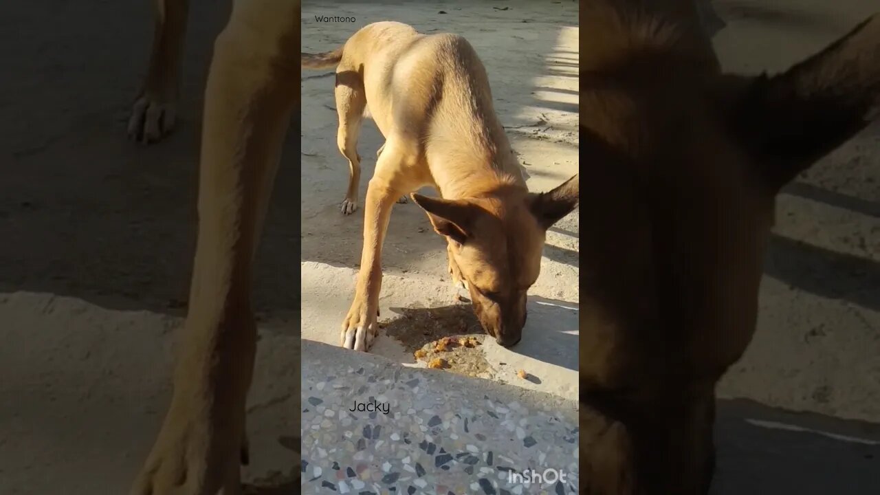 Dog eating Cat food #shorts #Dog