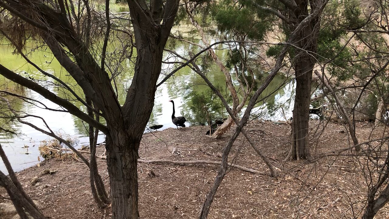 Black swans 😎🇦🇺😎