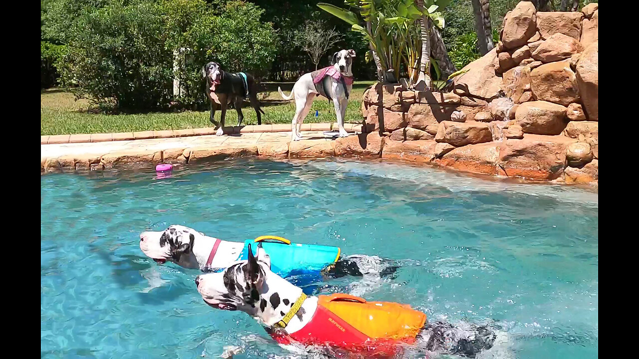 Joyful Great Danes Girlfriends Love Leaping In The Pool Waterfall