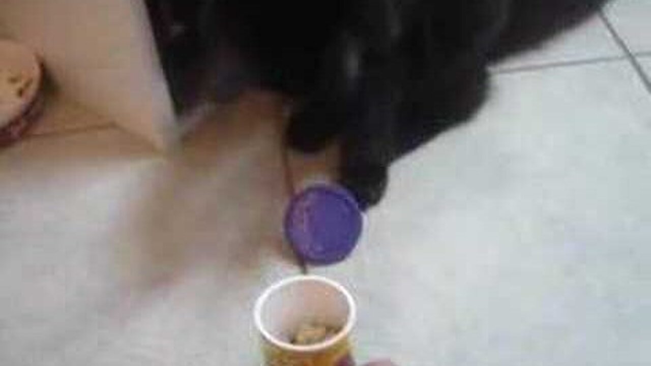 Charlie & Pounce Cat Opens His Own Treats - The Saga of Charlie Without Prada