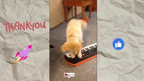 Puppy Plays Piano, Funny cute pets lovers