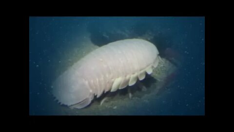 top 12 most bizarre deep sea creatures