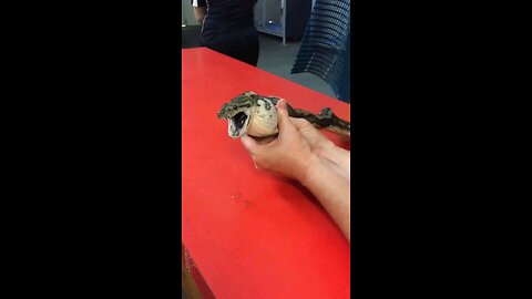 ball in snake mouth