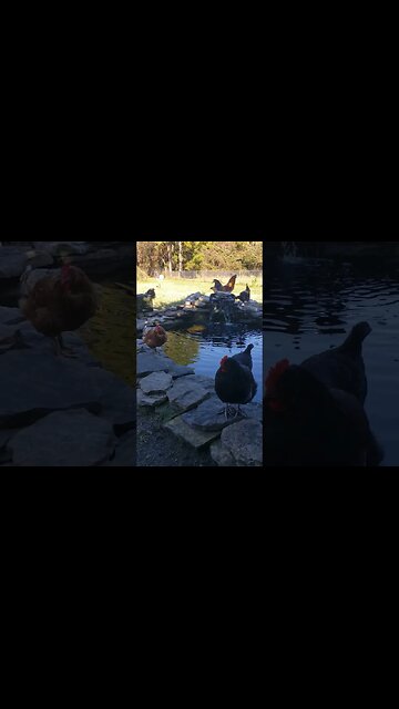 Thirsty Chickens #chickens #chickenlife #chickenshorts