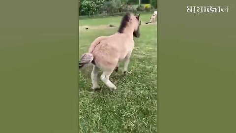 ফারুক