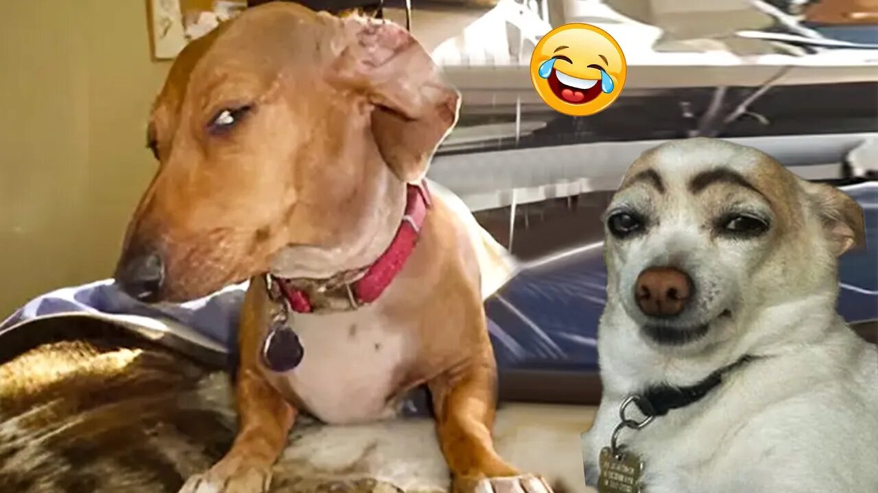 The Funniest Animal Videos of 2024 😁 😁Funny Dogs and Cats Make You Unable To Stop Laughing😻🐶