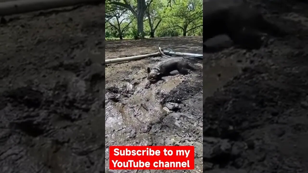 piggy dog / funny dog / funny video #natureshortsvideo #short
