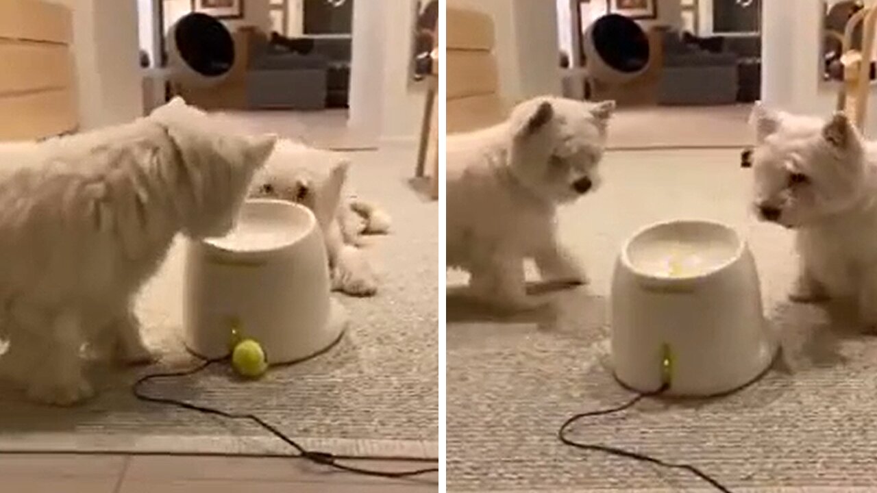 Westie Besties Have a Blast Playing with the Ball Launcher