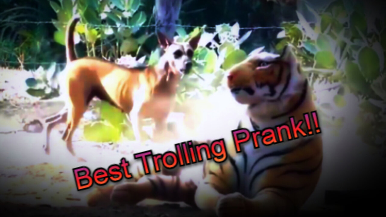 Best Trolling Funny Video!