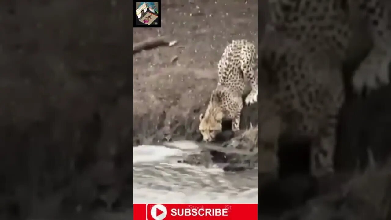 Amazing figh#Crocodile attacks#