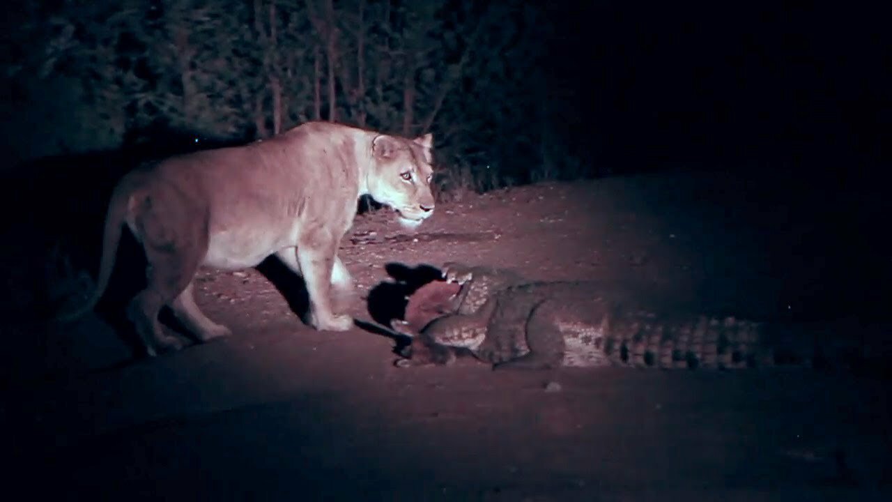 lioness meets crocodile