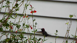 Various Birds