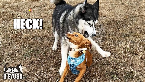 Huge Husky Attempts To Avoid Smothering Tiny Friend!