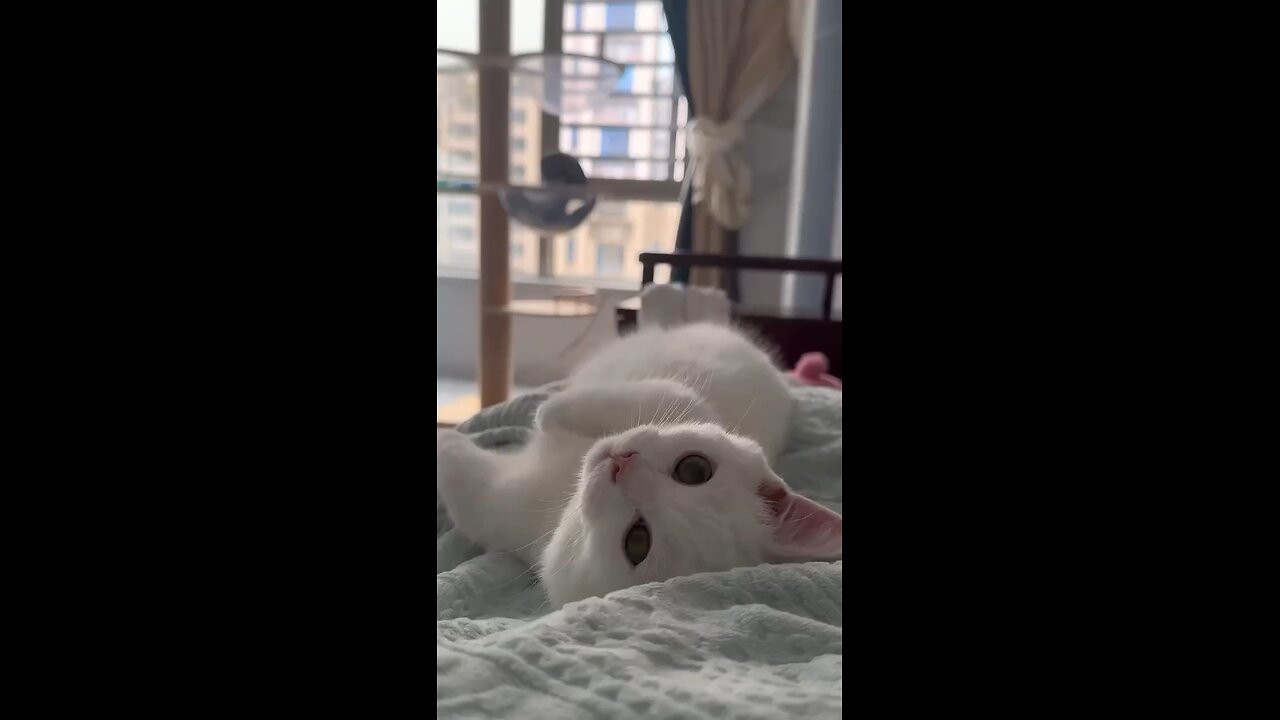 Cute Çat