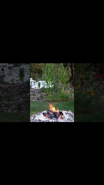 The Bud Roaster #bud roaster #shorts