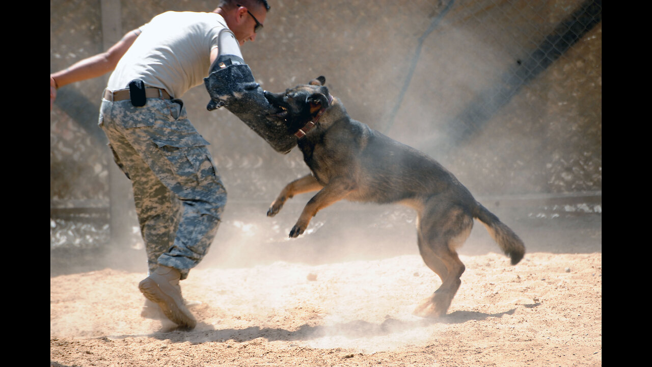 Dog training video