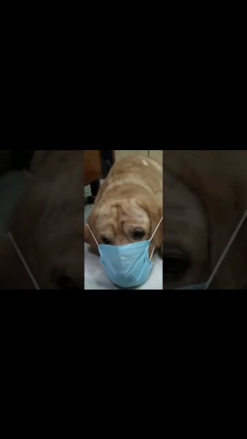 New dog video, funny video 2022, new comedy video, comedy video 2022, #tranding