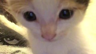 Little Kitten Fascinated By Herself On Front-Facing Camera!