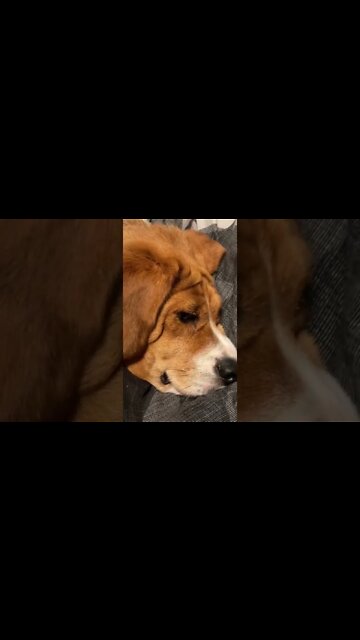 Banchee the Beagle: Time to Go Outside