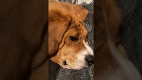 Banchee the Beagle: Time to Go Outside