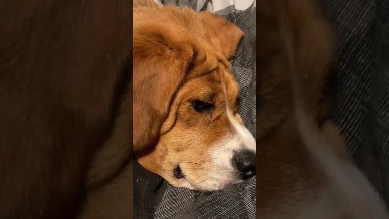 Banchee the Beagle: Time to Go Outside