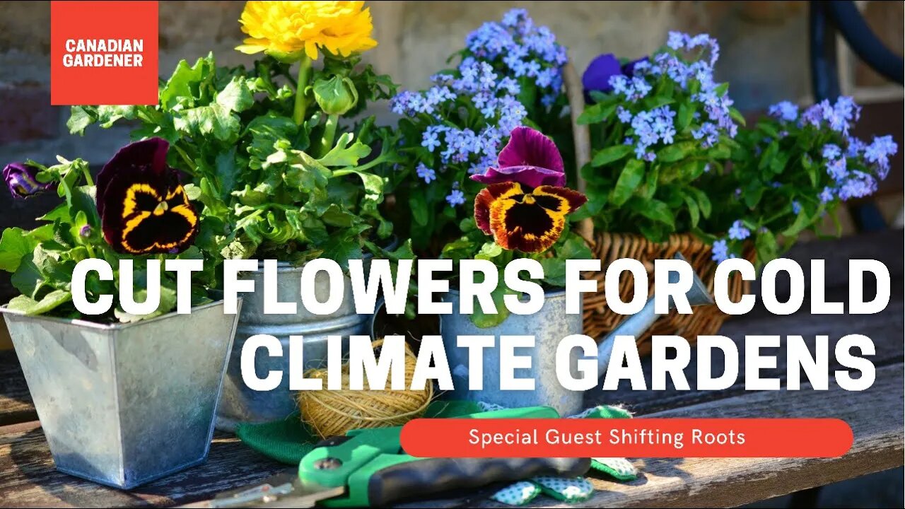 Cut Flowers For Cold Climate Gardeners | Special Canadian Guest!@Shifting Roots