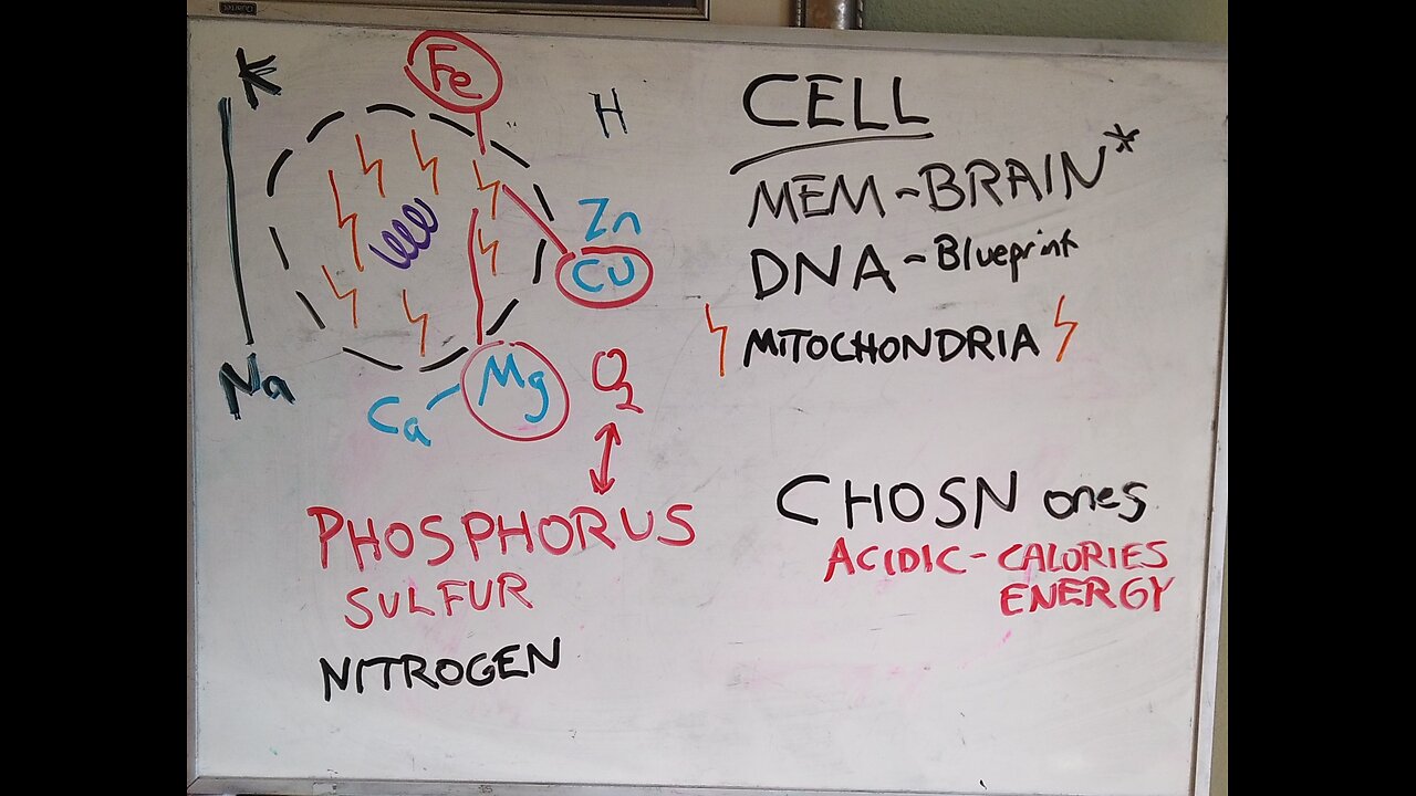 Health Alkemy Public Shares - WAPF Talk Part 2 Mitochondrial Microbial Cravings?