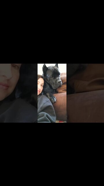 GIANT Cane Corso PUPPY! #shorts #funnydogs #viral #pets