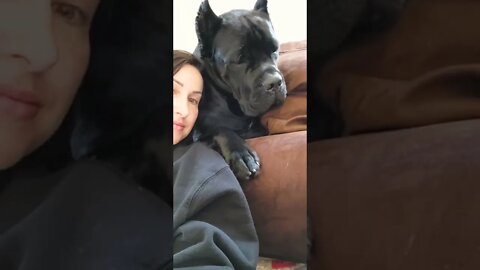 GIANT Cane Corso PUPPY! #shorts #funnydogs #viral #pets