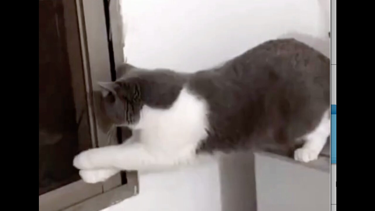 Funny Cats Sneaking Out a Window One of Them Opened #shorts