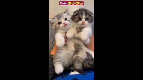 Hey one in a Million love cat 😻💖🐶 Cute kitten hugs puppy #shorts #pets #cats #puppy #dog