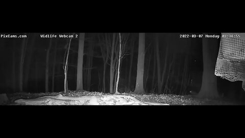 Coyote Wildlife Cam 2 , 3/7/22