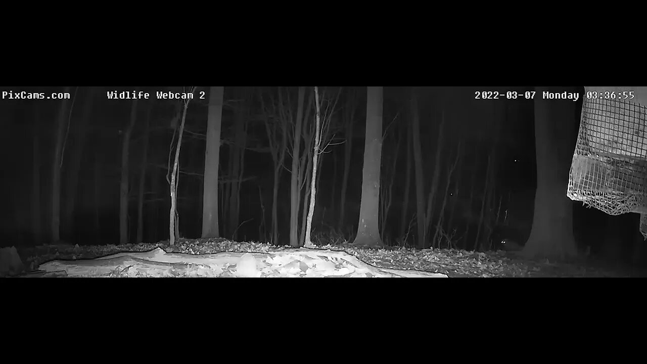 Coyote Wildlife Cam 2 , 3/7/22