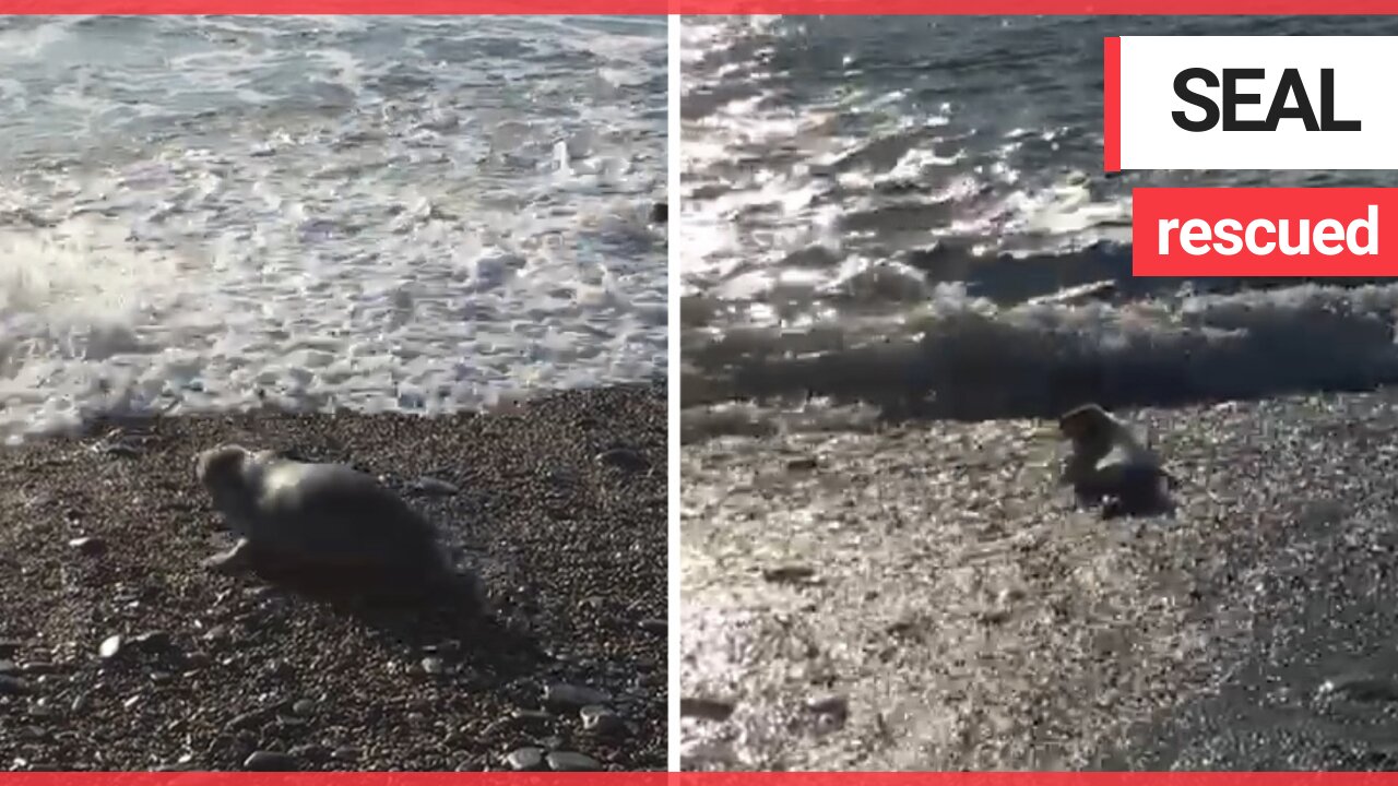 Seal pup badly injured by ghost netting being realised back into the wild