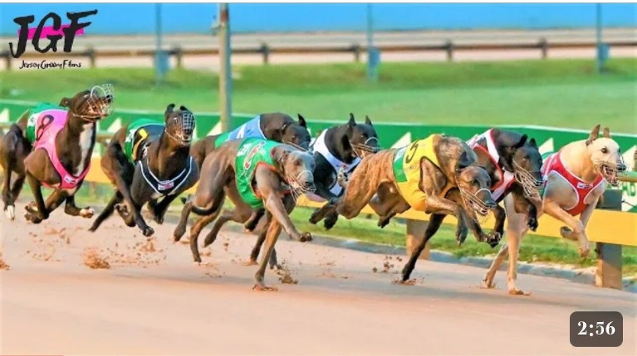 Dog racing