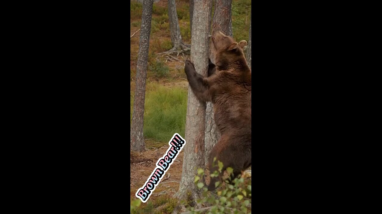 Brown Bear Climbing the Tree 🌴🌴🌴!!!