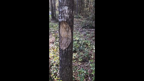 Scratching Post for Large Feline