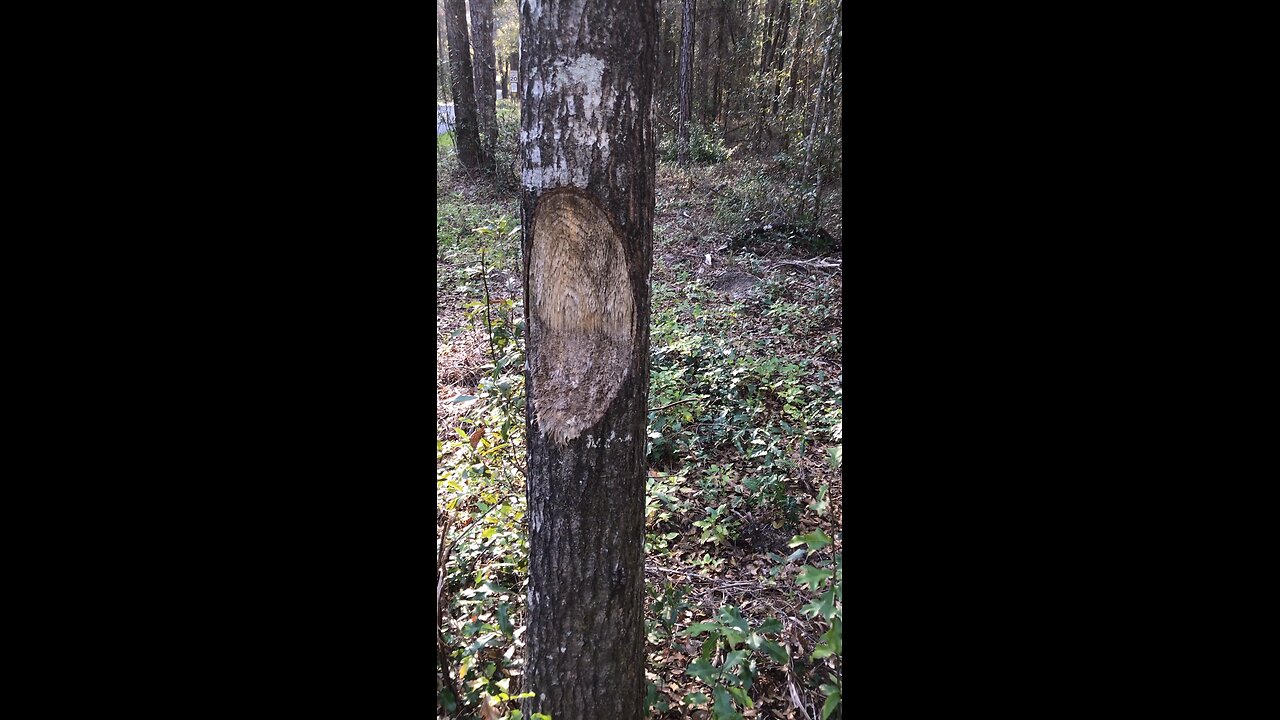 Scratching Post for Large Feline