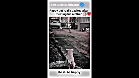 Puppy got really😭💖motivational status #motivation #whatsappstatus #youtube #attitude so happy