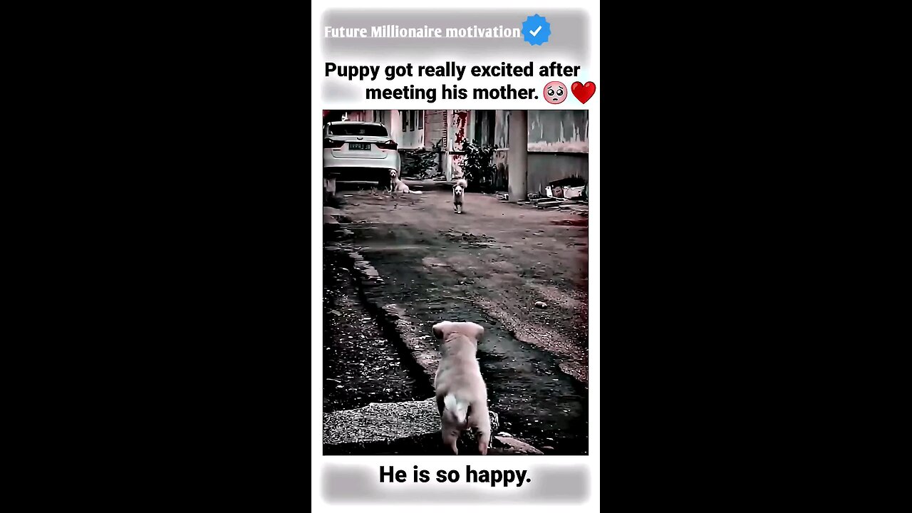 Puppy got really😭💖motivational status #motivation #whatsappstatus #youtube #attitude so happy