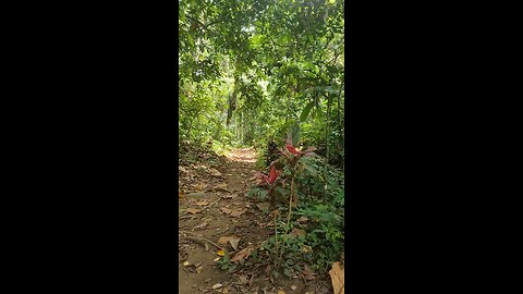 jalan sunyi hutan banyuwangi