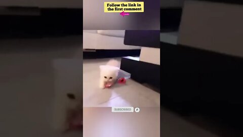 cute cat videos 😹 funny videos 😂 667 😻 #shorts #shortsfunny #cutecat #catvideos #catsfood #catscare