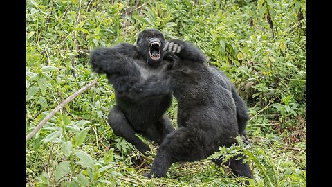 Angry Silverback Gorilla Charges At Photographer