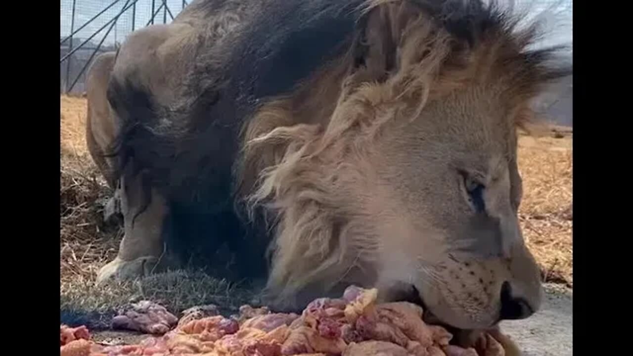 Leon comiendo pollito