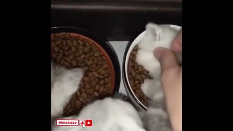 cute cat videos 😹 funny videos 😂1725