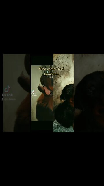 BELO FILHOTE DE ROTTWEILER