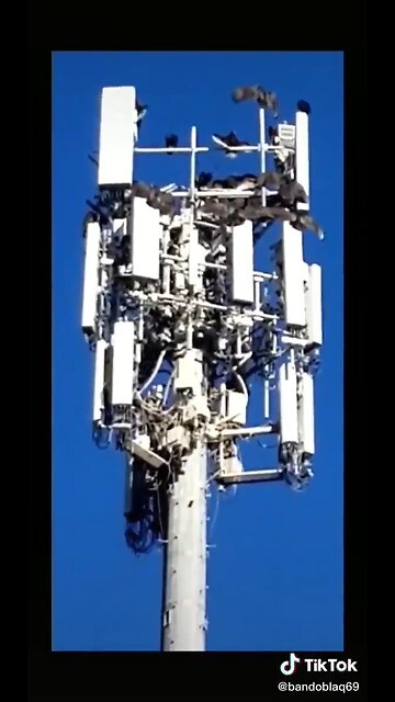 Dead birds on top of the 5G tower