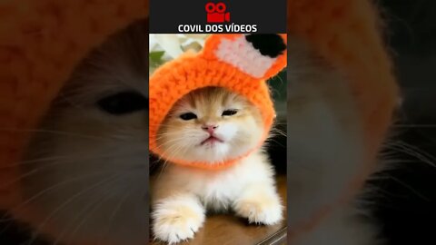 o gato que queria ser um coelho