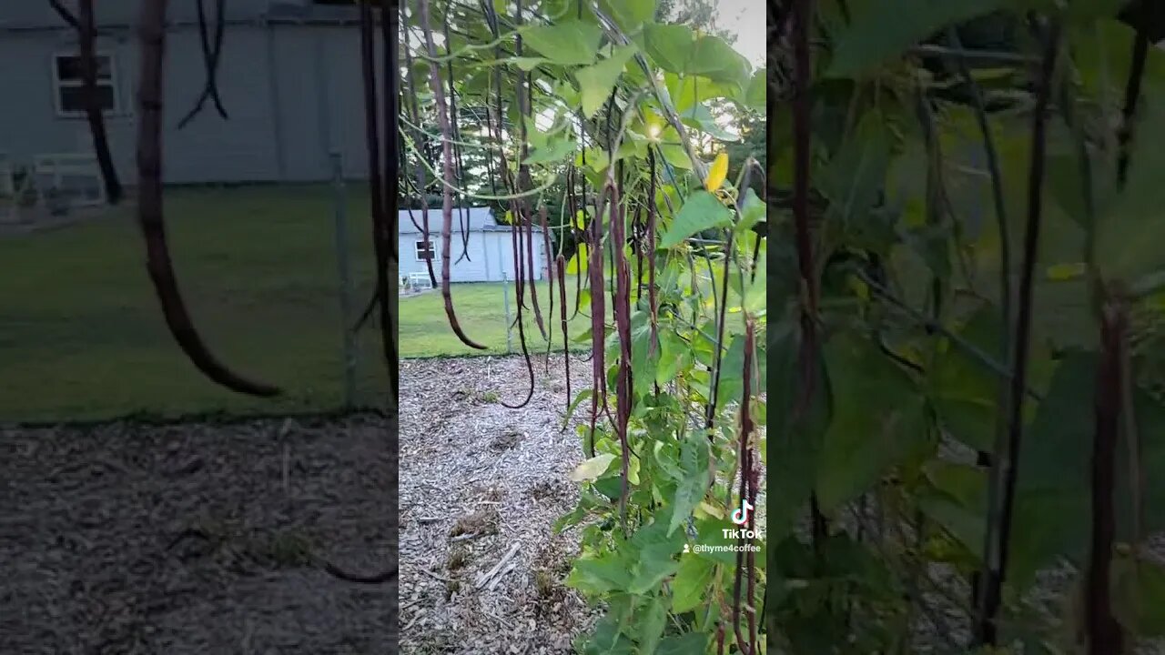 Chinese Noodle Stringbean