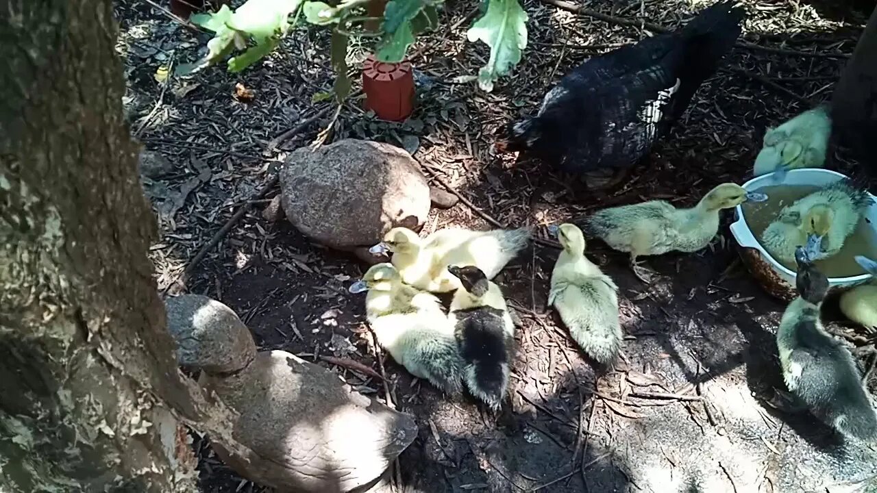Muscovy Ducklings with their Mother